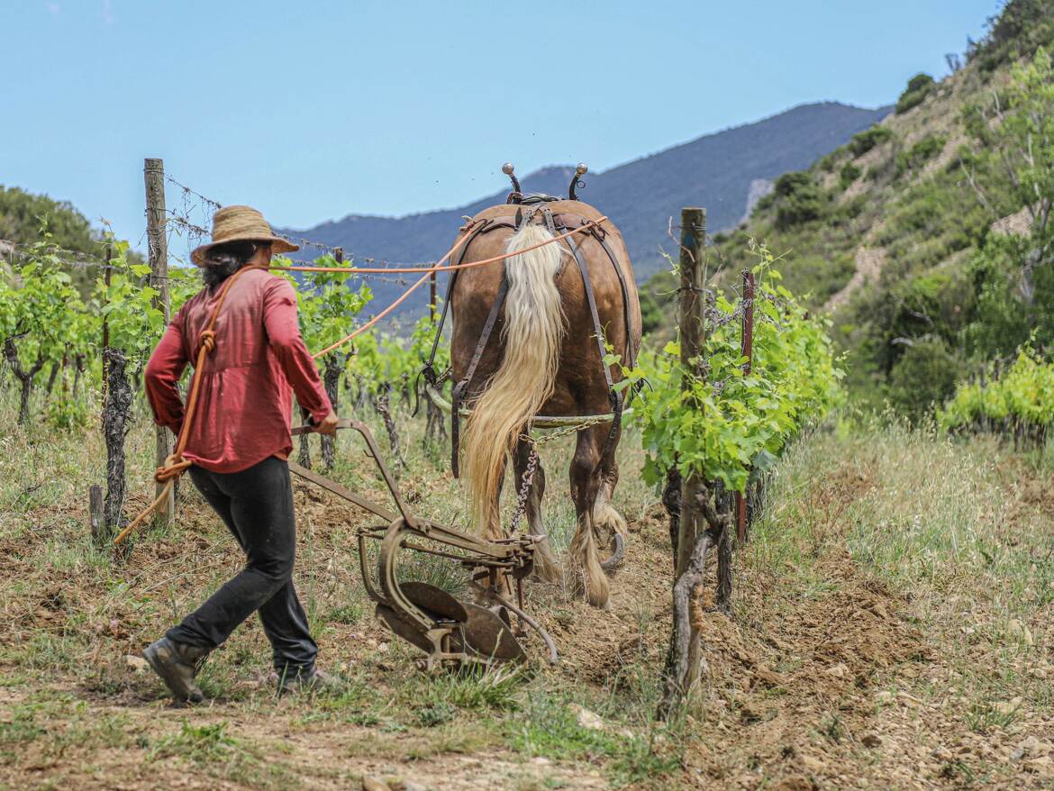 Le débuttage de la vigne