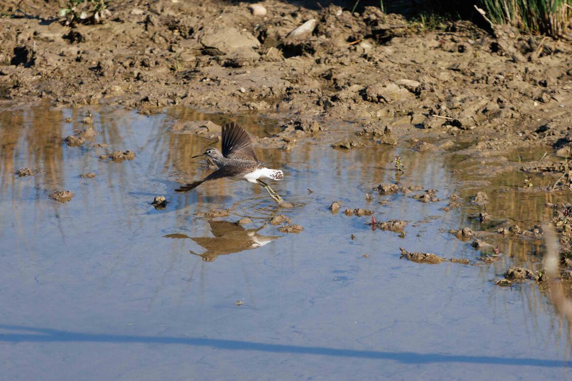 Envol du chevalier cul-blanc