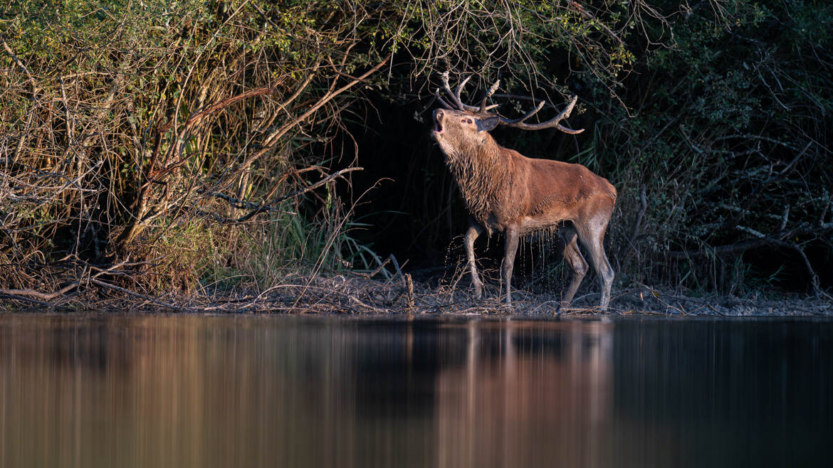 Fraichement sorti de l'étang