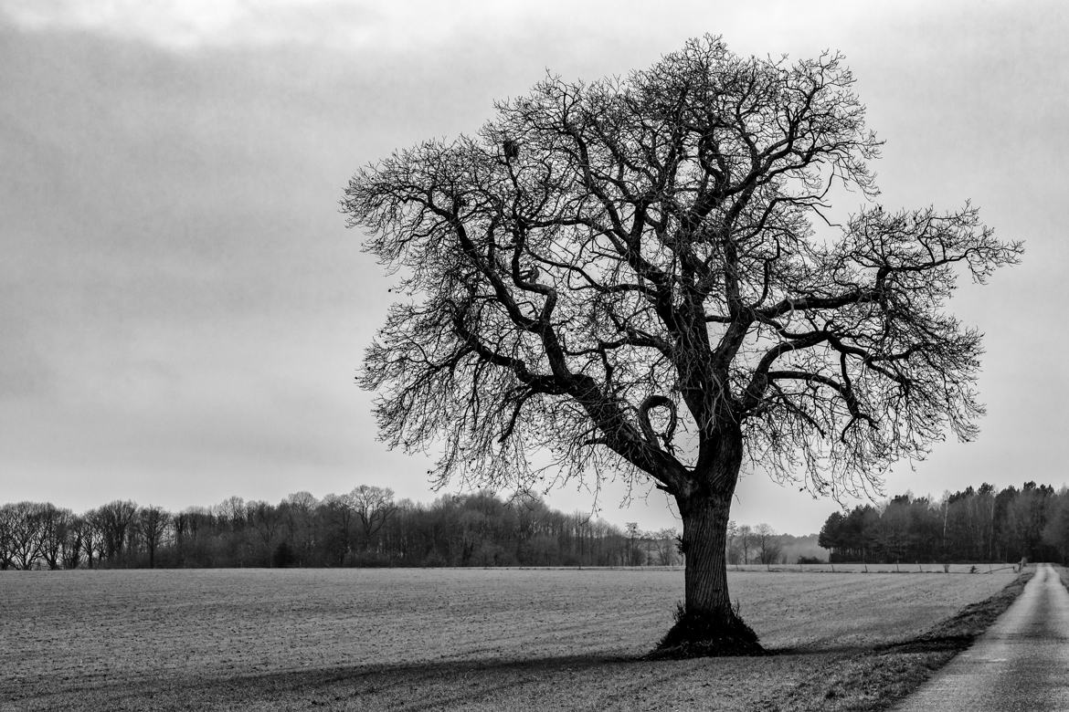 Auprès de mon arbre ...