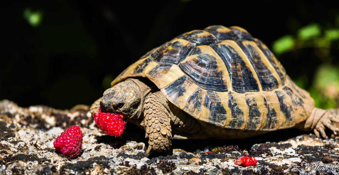 Trop bon les framboises