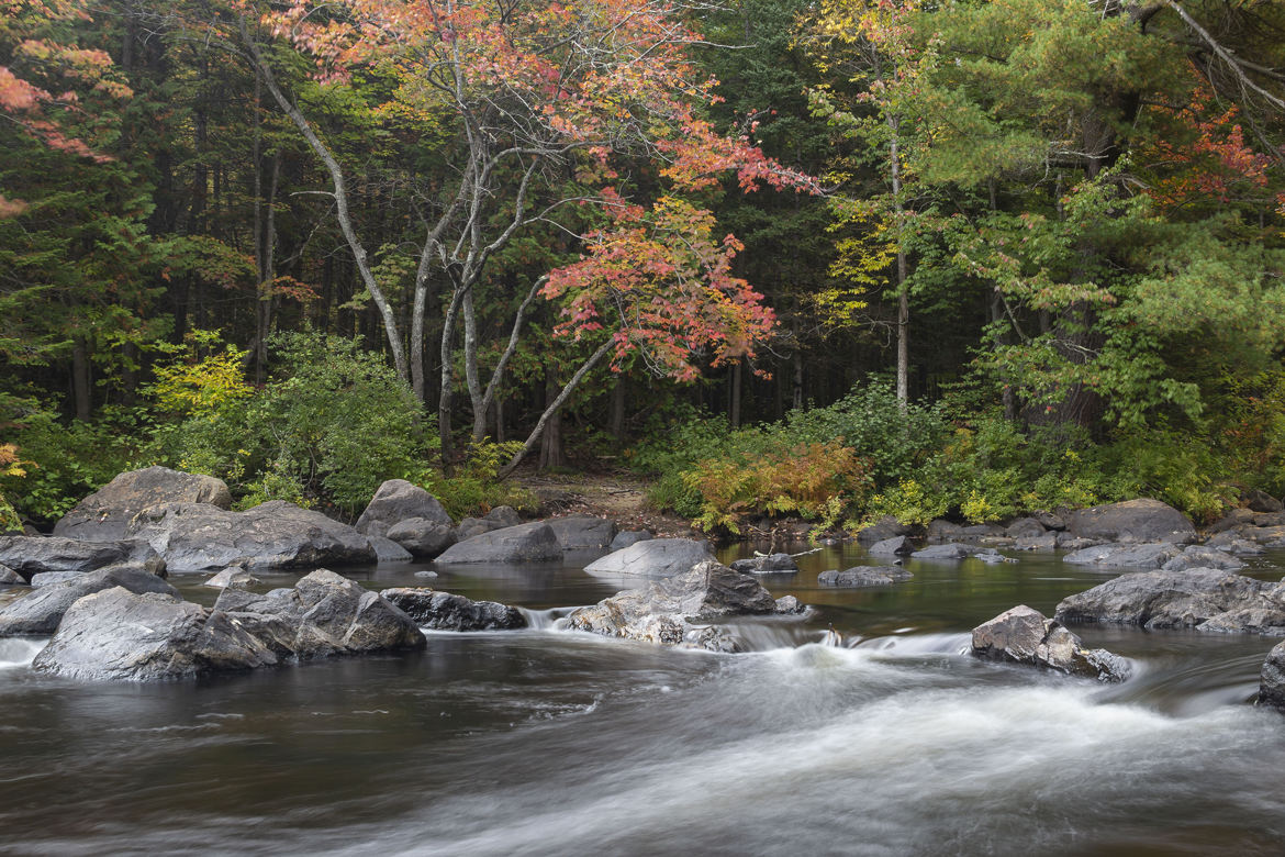 Rivière en forêt