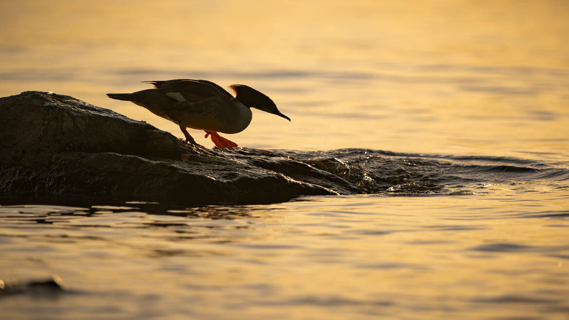 A l'eau !