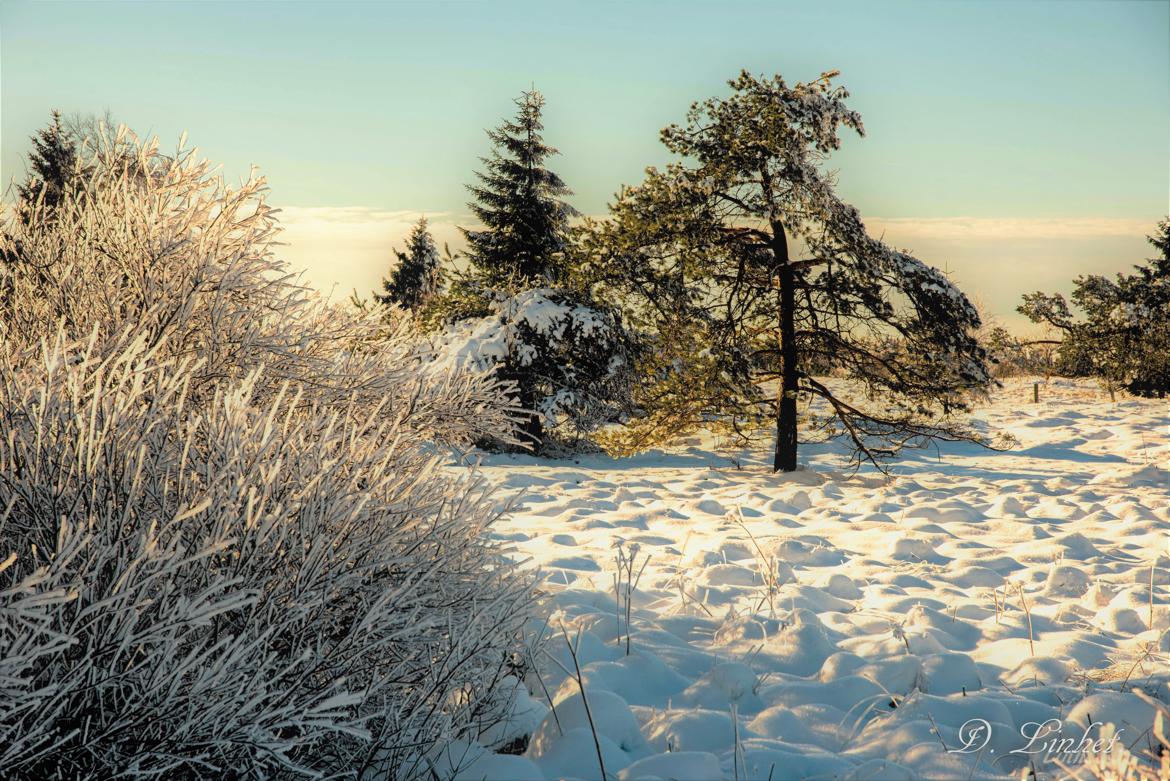 La Fagne sous la neige. 2