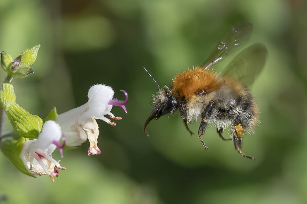 maillon essentiel pour la biodiversité