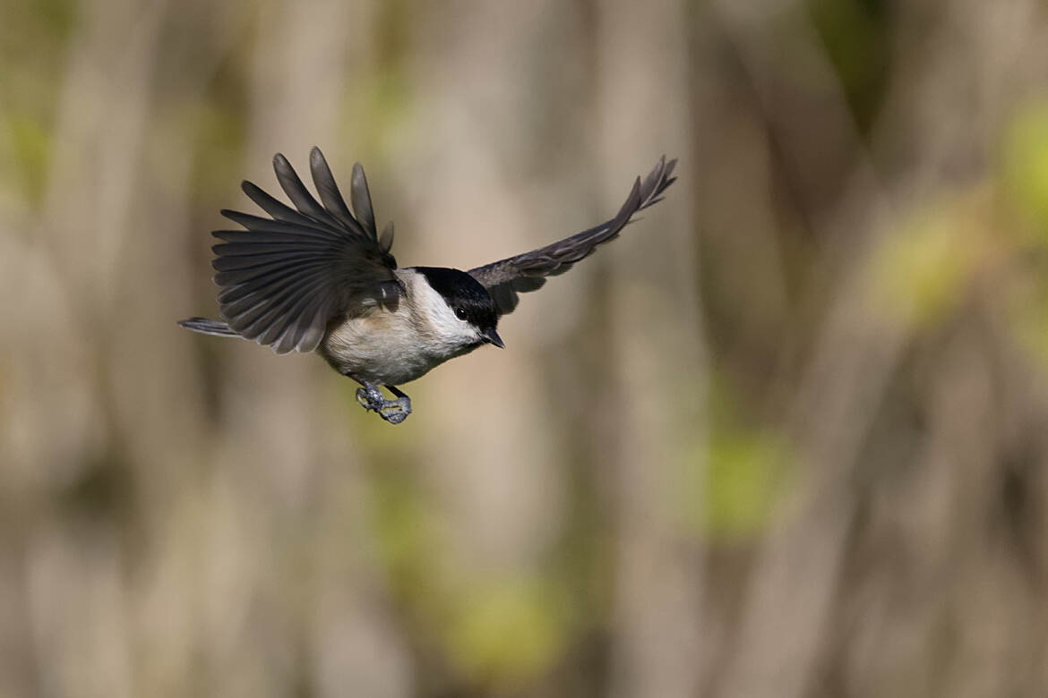 Atterrissage imminent