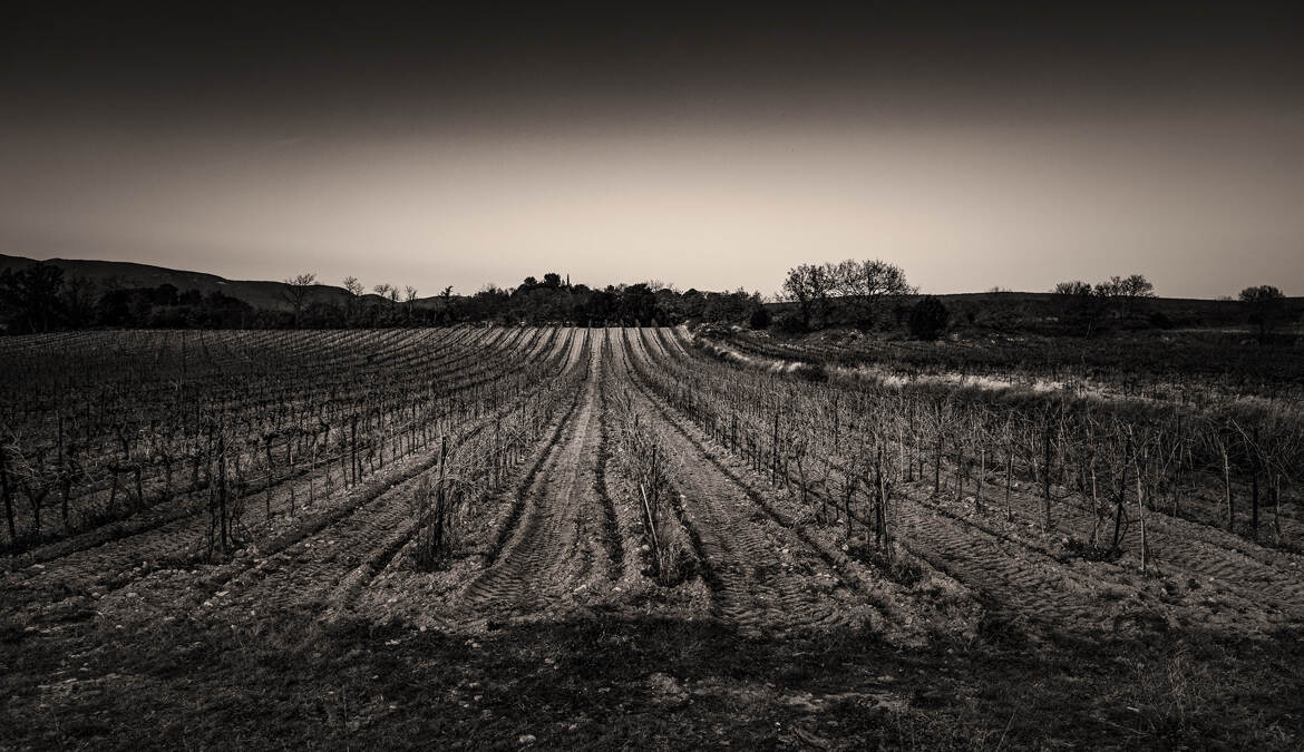 Les vignes .....