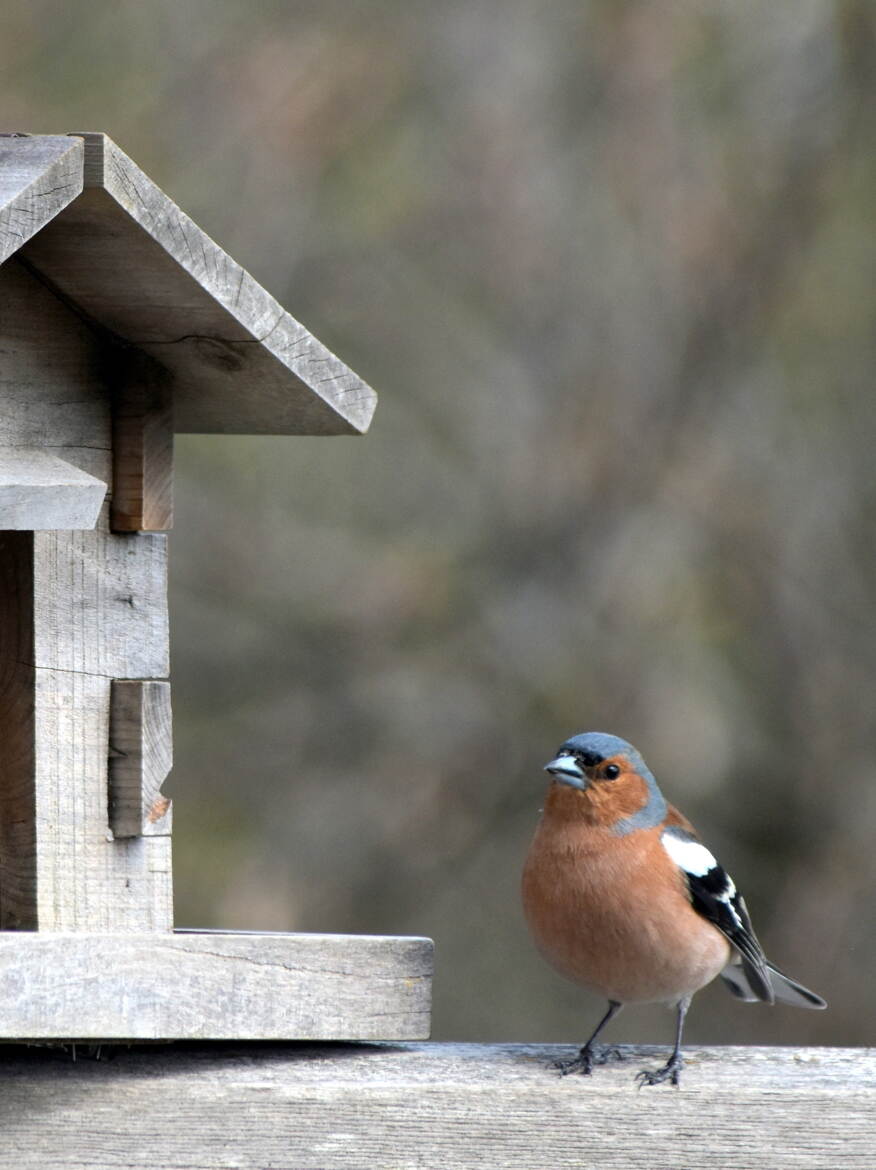 J'veux des graines!!!