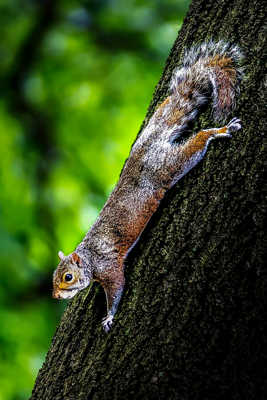 Squirrel in Central Park