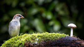 Moineau domestique