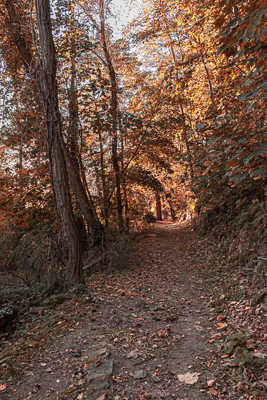 petit chemin plus éclairé