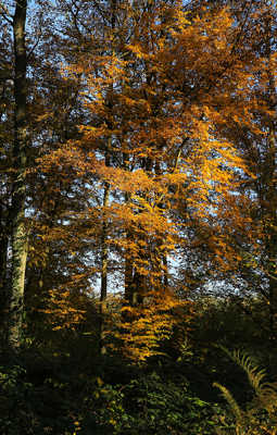 feuilles d'or