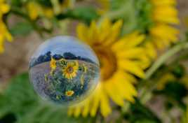 bulle de tournesol