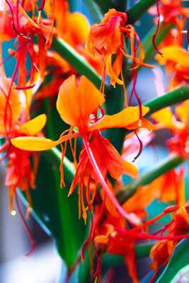 du pep's et de la couleur