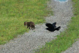 Renard et le corbeau