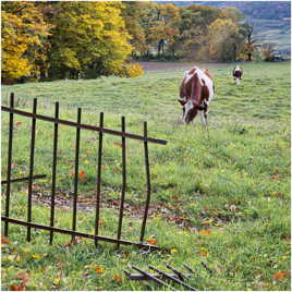 ...et les vaches seront bien gardées !