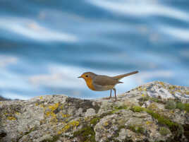 Encore un rouge gorge !