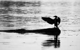 accueillir dans l'ombre