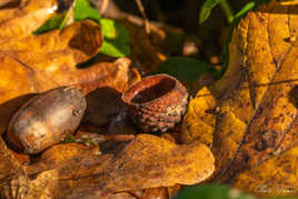 T'es tombé... du Gland!!