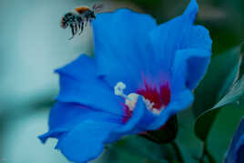 L'abeille bleue
