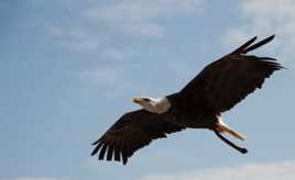 le vol de l'aigle!
