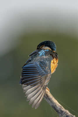 Martin éventail !!!