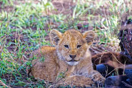 Petit deviendra grand