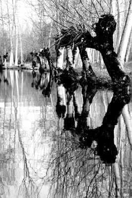 Arbres se mirant