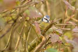 Petit Oiseaux