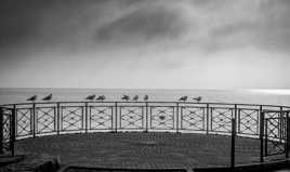 Mouettes face au vent