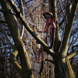 L'arbre à vélo...