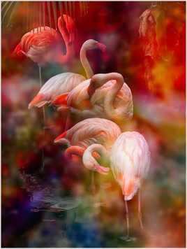 Flamants roses et vapeurs colorées