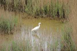 Aigrette Garzette