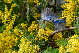 Mimosa et Mésange 3