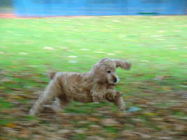 Course dans les feuilles mortes