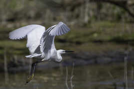 Aigrette garzette en plein vol.