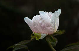 pivoine après la pluie