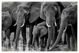 Famille d'éléphants en NB