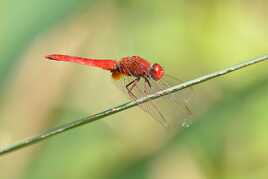Maillot rouge