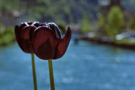 Tulipes noires