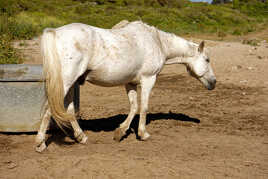 I'm a poor lonesome horse