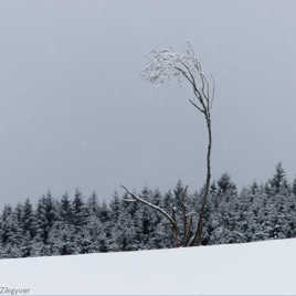 Seul face à l'hiver