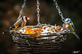 Chardonneret élégant accompagné