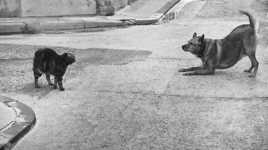 Comme chien et chat 2