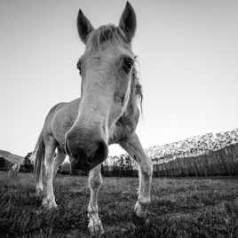 cheval, contrôleur des impôts