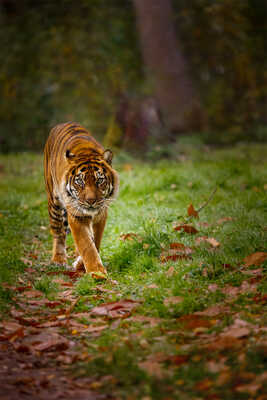Z'ai cru voir un 'rominet...