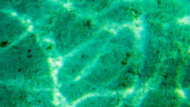 Devinette. Ou est la limande ?