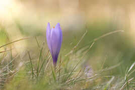 Crocus !!