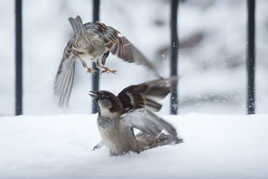 Combat de moineaux