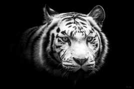 White tiger II